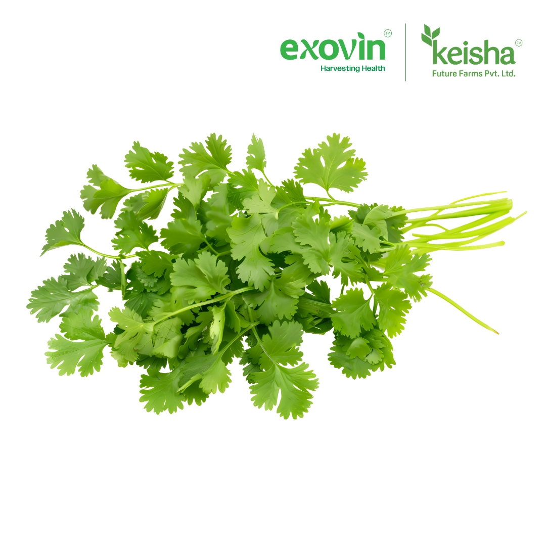Coriander