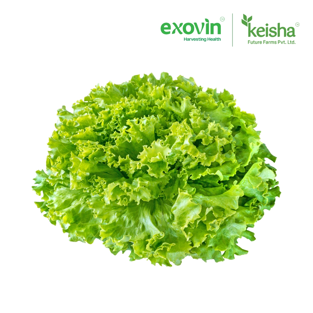 Batavia Lettuce