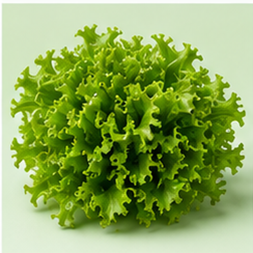 Green Oak Lettuce