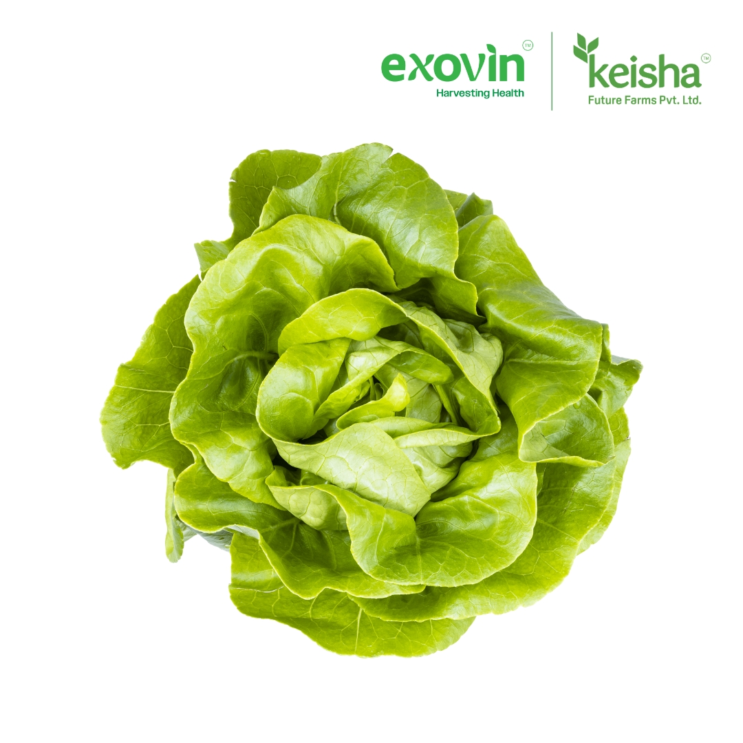 Butterhead Lettuce