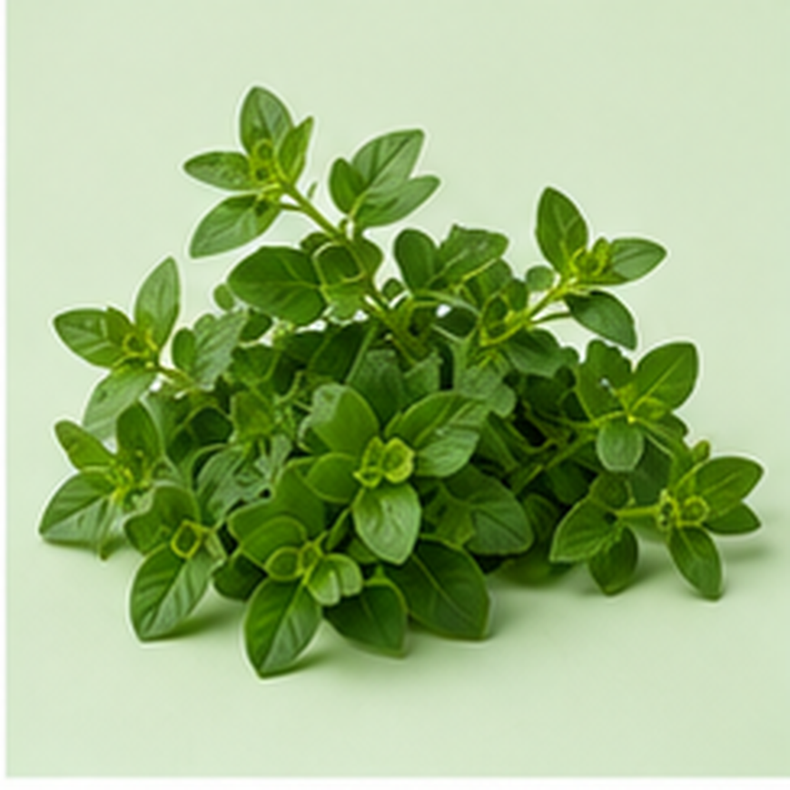 Oregano