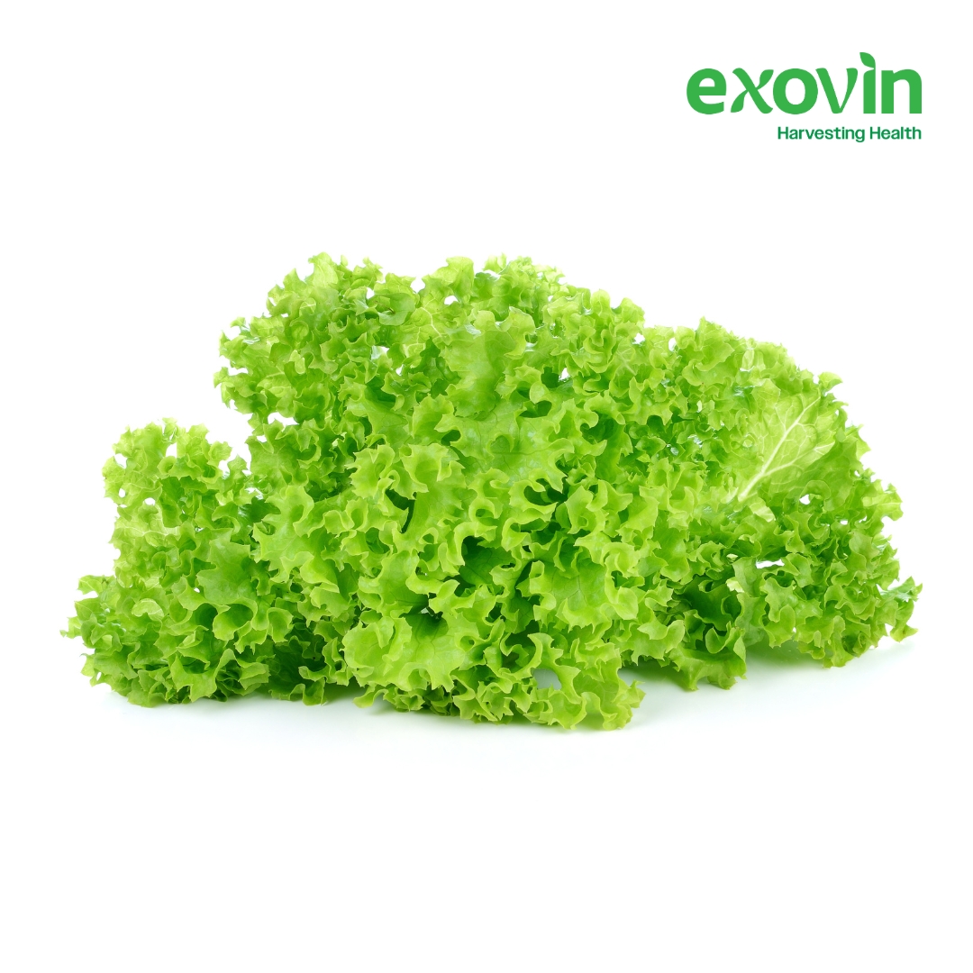 Locarno Lettuce