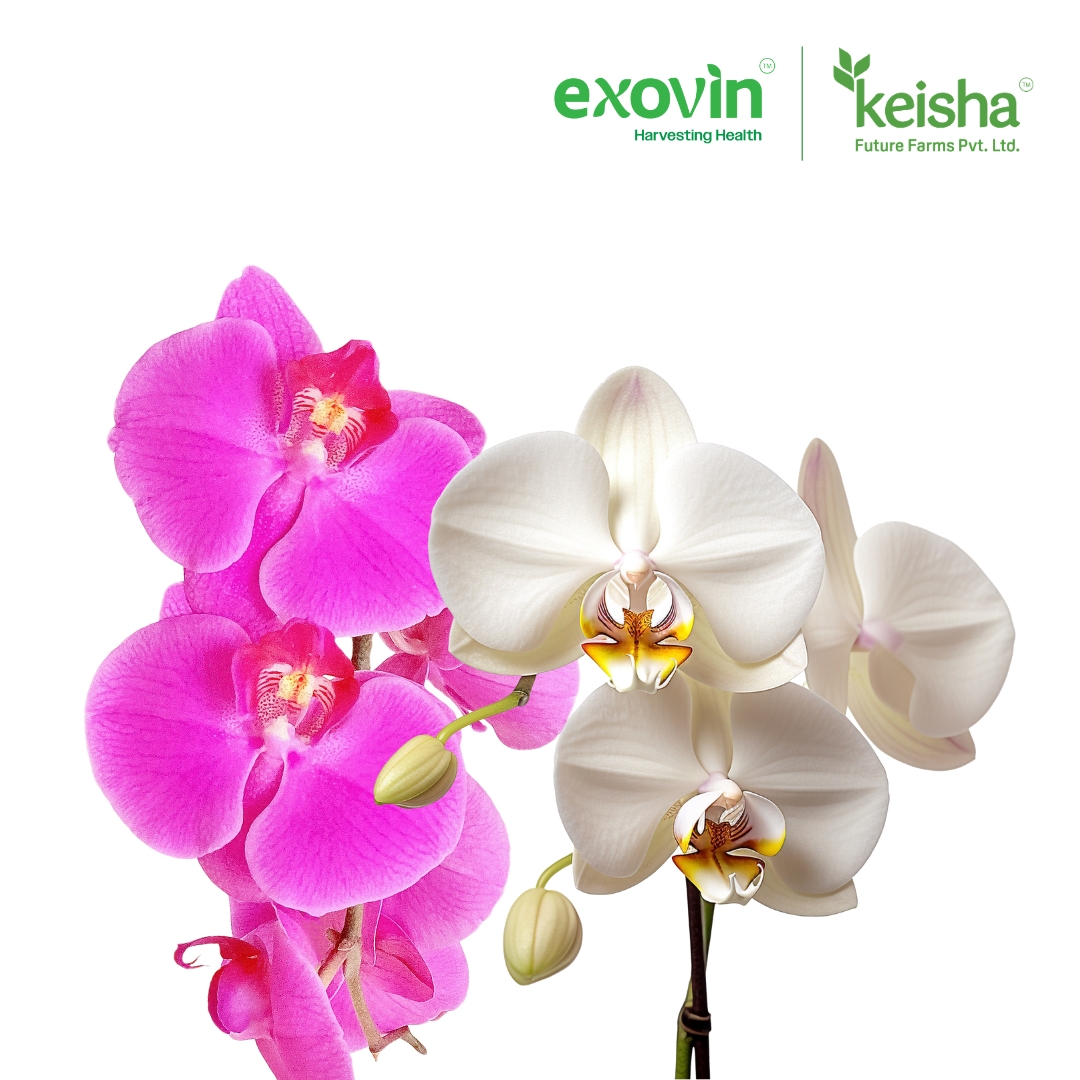Orchid