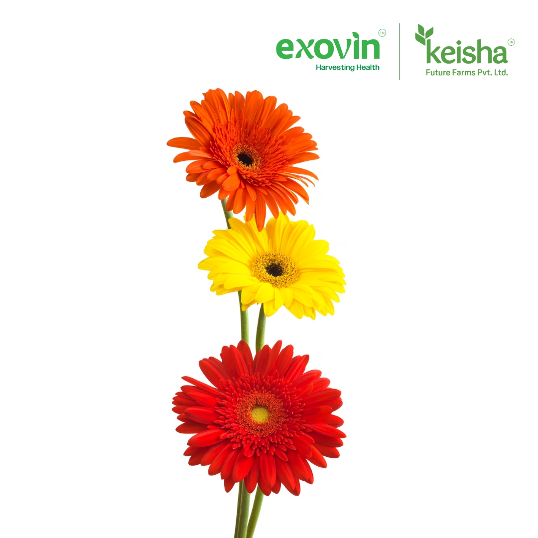Gerbera