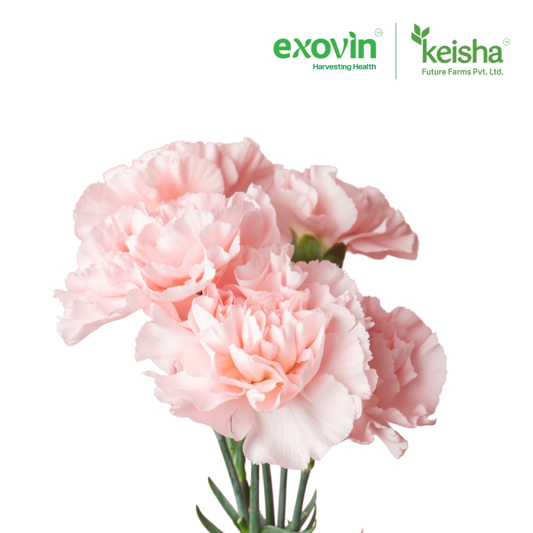Carnation