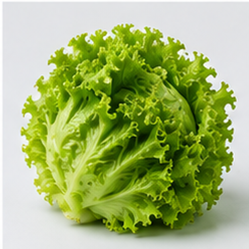 Batavia Lettuce