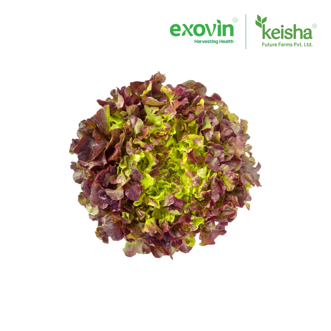 Red Oak Lettuce