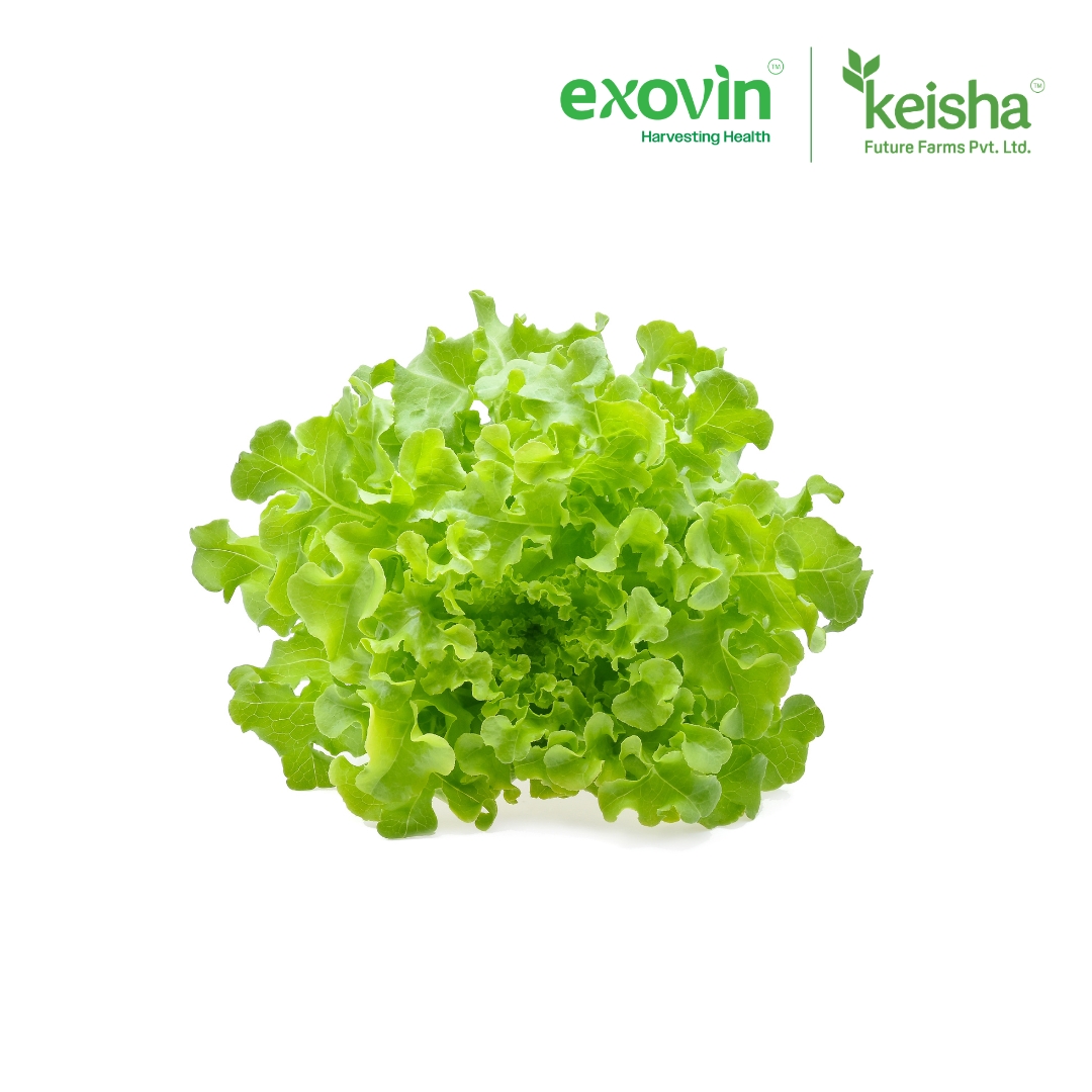 Green Oak Lettuce