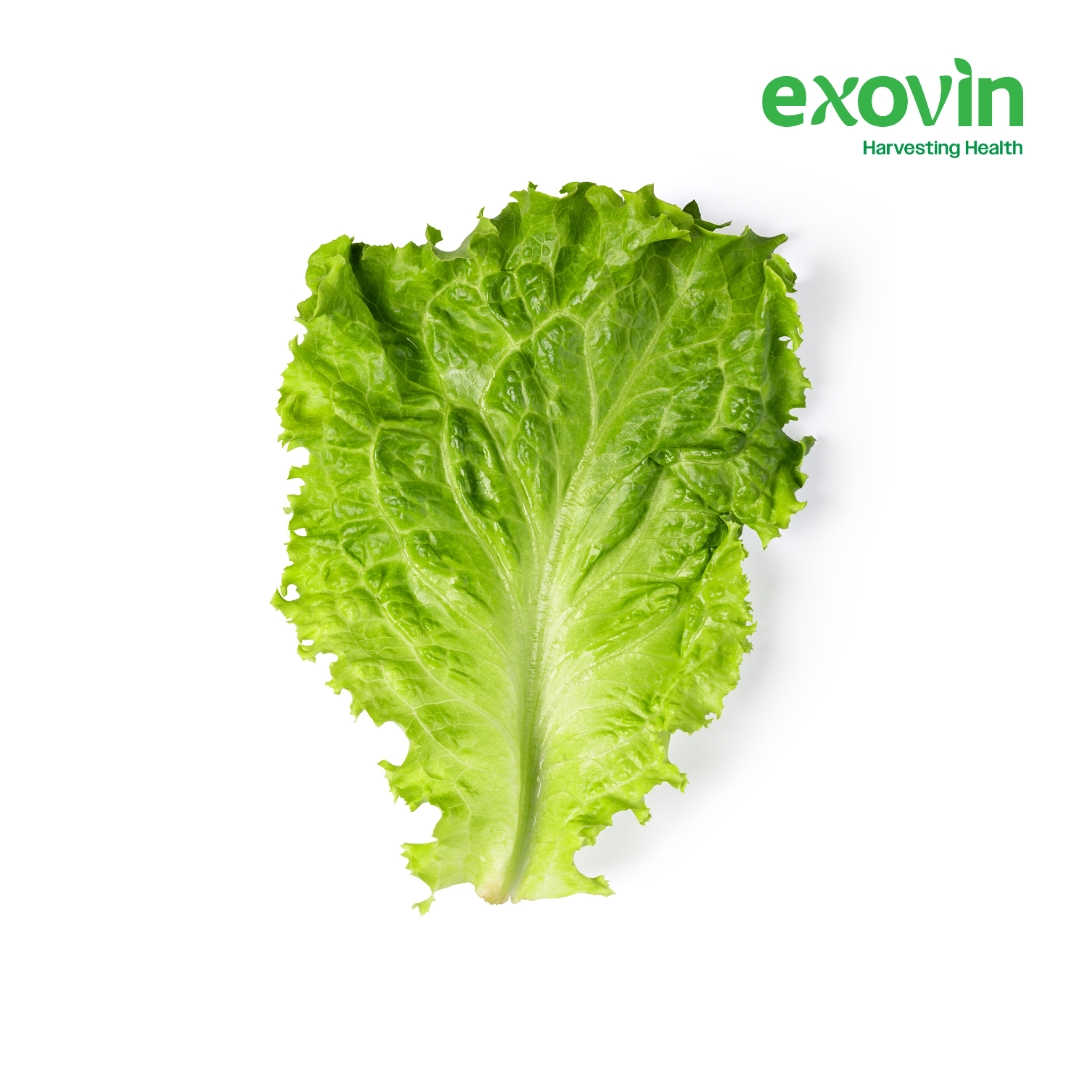 Romaine Lettuce
