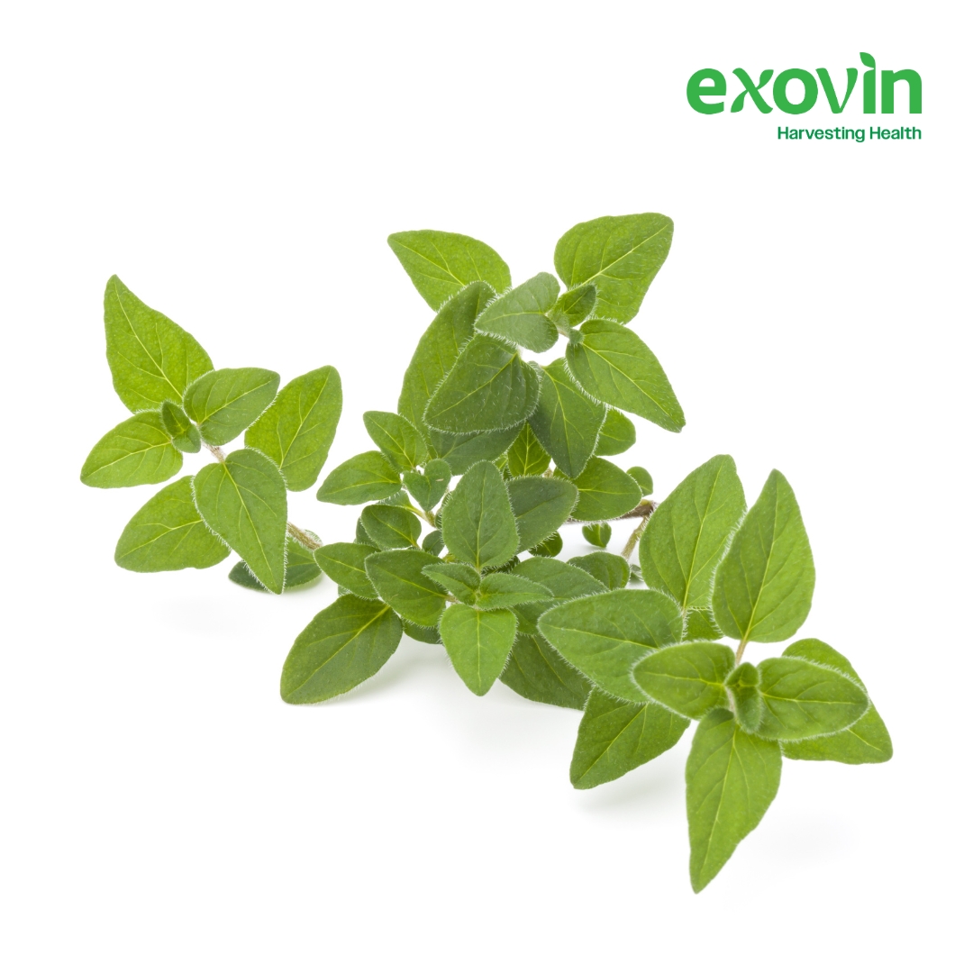 Oregano