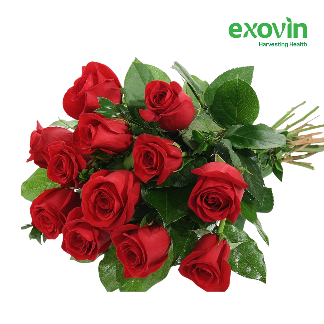 Dutch Rose